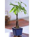 Braided Money Tree