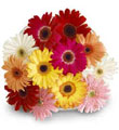 Gerbera Daisy Bouquet Wrapped